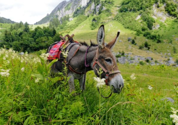 Randonnées avec des ânes avec Cathy à Morzine et au Lac des Mines d'Or