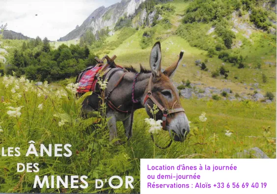 Location d'ânes à la demi-journée ou journée à Morzine
